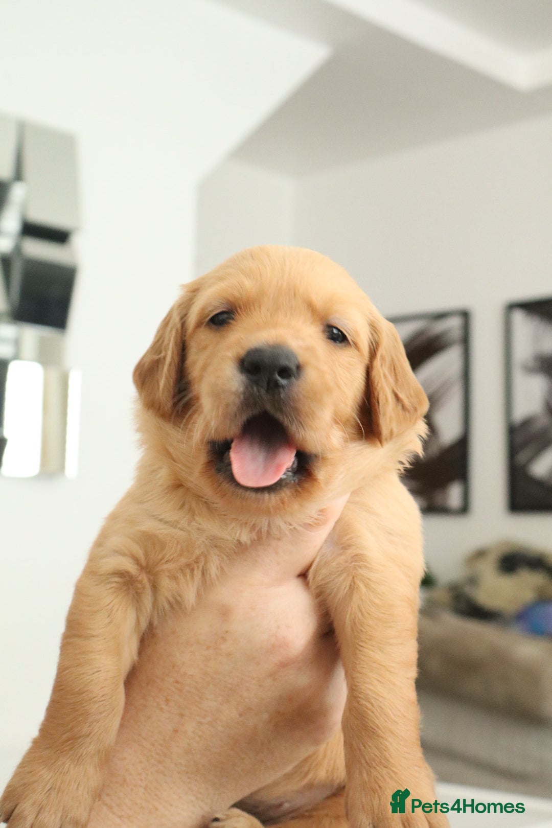 Golden Retriever dogs Beautiful litter working line golden retrievers - Advert 2