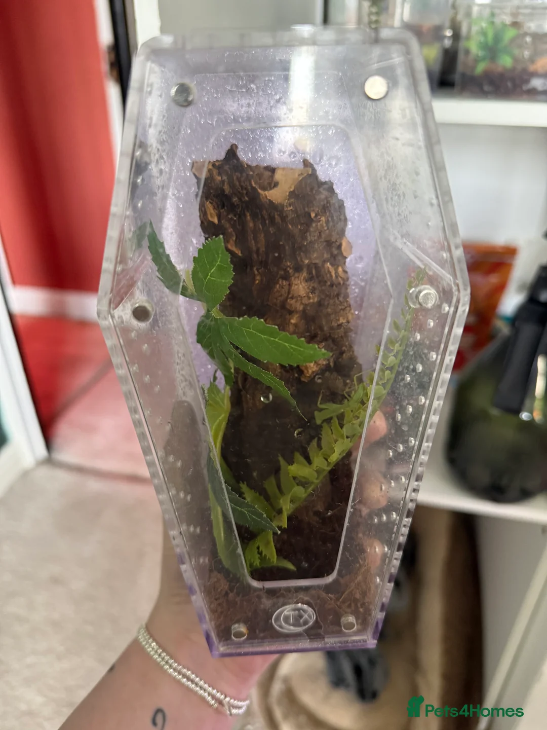 Praying Mantis invertebrates for sale: Golden praying mantis with set up - Advert 6