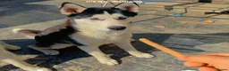Siberian Husky dogs for sale: 🐾Efe&Sky-looking for a loving home 🐾 - Advert 10