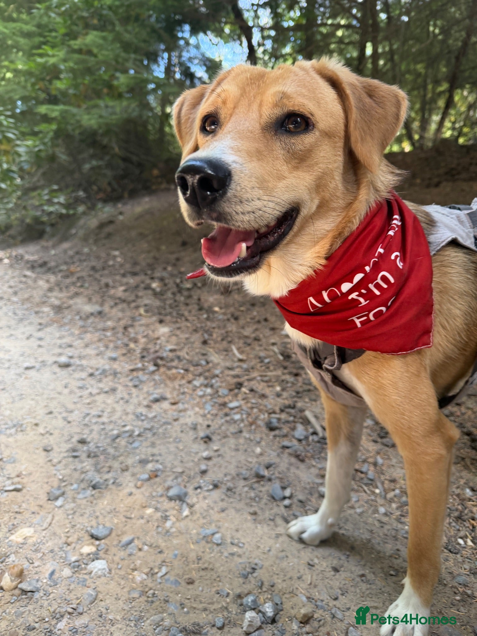 Mixed Breed dogs for sale: Adopt friendly Rocky in foster home in Hampshire - Advert 2