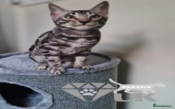 Bengal cats for sale: Intensively socialised bengal kittens - lap cats! in Scunthorpe - Image 19