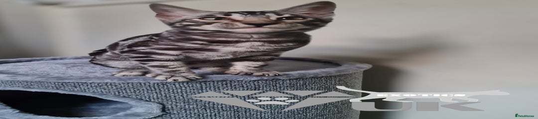 Silver male (neutered)