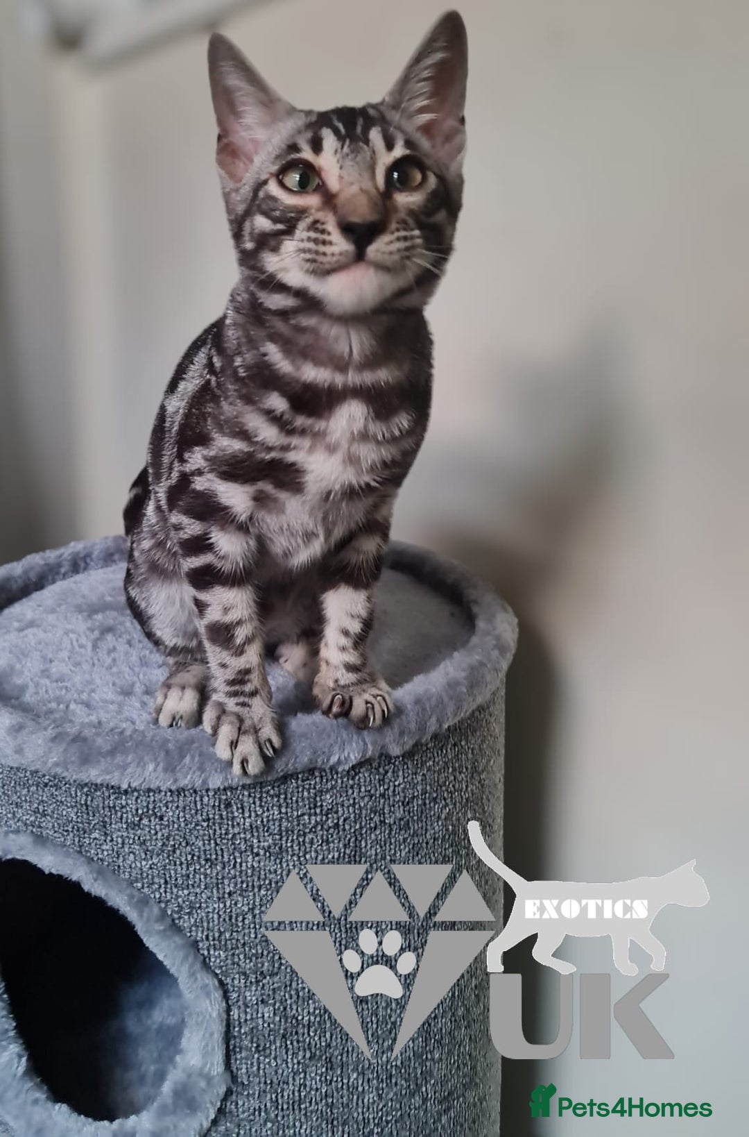 Bengal cats for sale: Intensively socialised bengal kittens - lap cats! in Scunthorpe - Image 19
