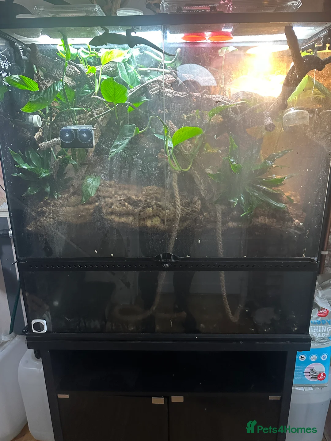 Gecko reptiles for sale: Pair Breeding Giant Madagascan Day Gecko (HighRed) - Advert 4
