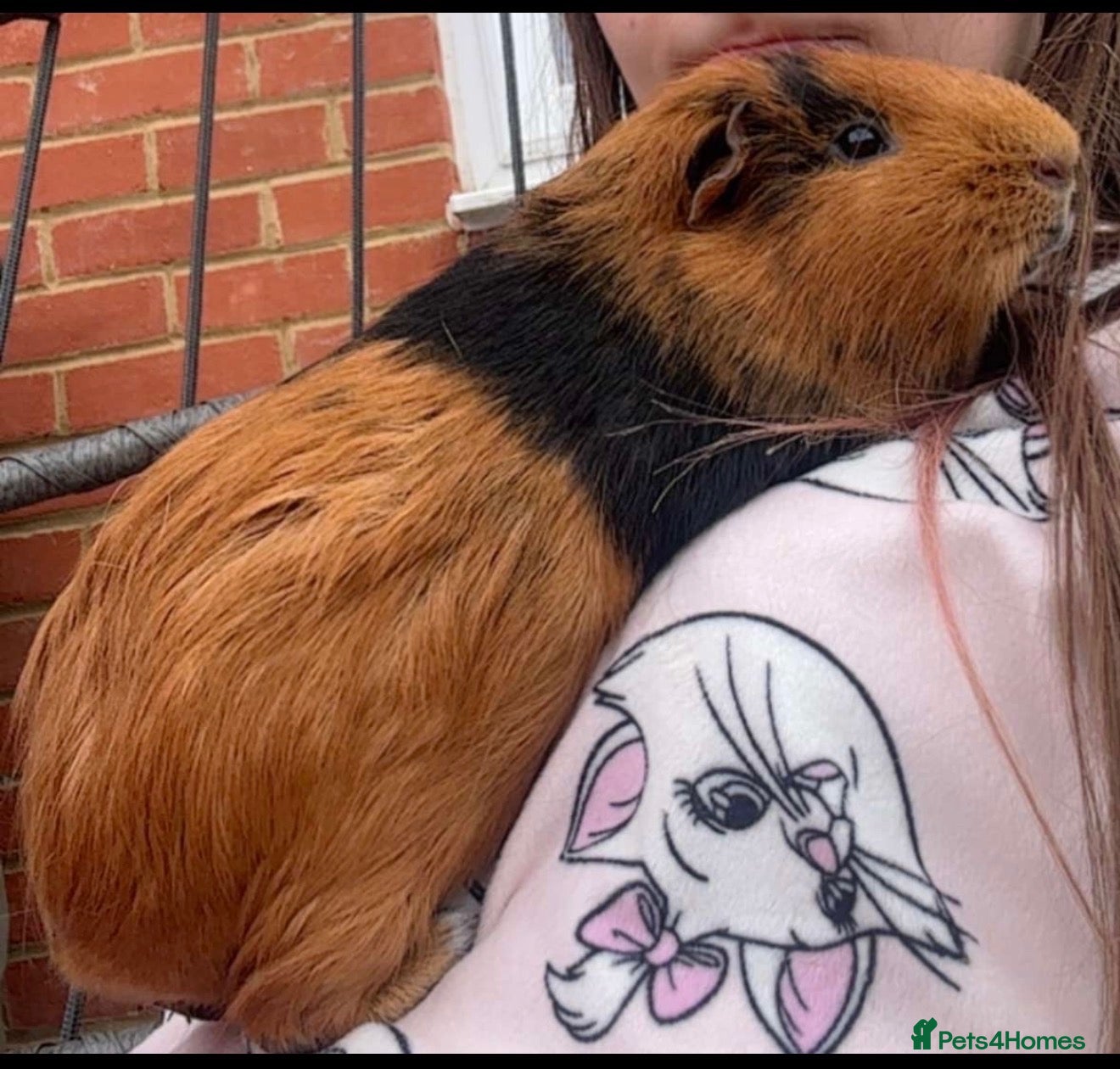 Guinea Pig rodents Two male guinea pigs plus hutch  - Advert 2