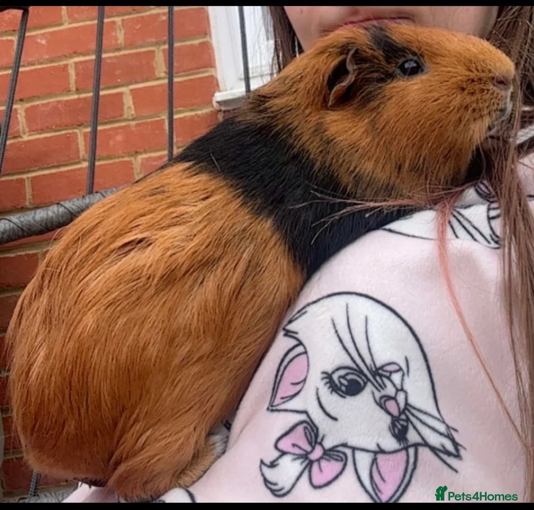 Guinea Pig rodents for sale: Two male guinea pigs plus hutch  in Horsham - Advert 2