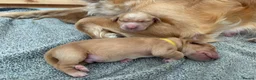 Golden Retriever dogs for sale: One Gorgeous Working Golden Retriever Puppy  in Wellington - Advert 3