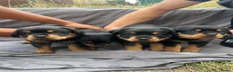 Rottweiler dogs for sale: Rottweiler pups - Advert 10