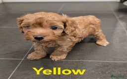 Cavapoochon dogs for sale: Male non-fade cavapoochon for sale - Image 5