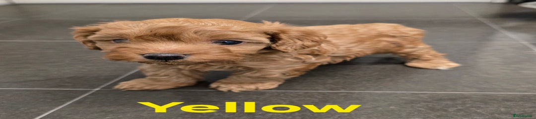 Cavapoochon Puppy 1