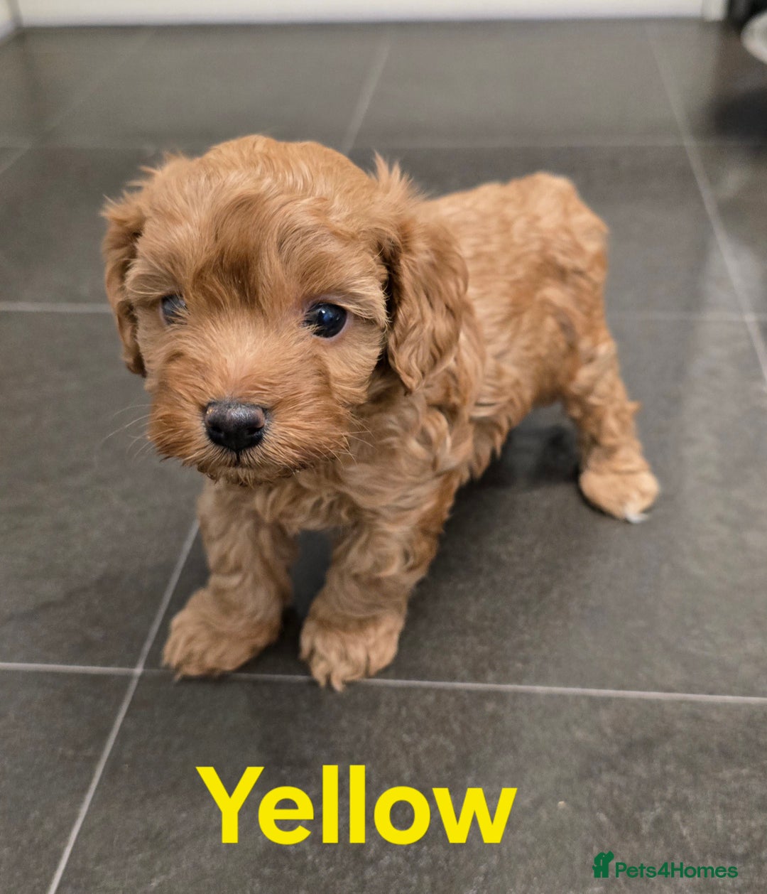 Cavapoochon dogs for sale: Male non-fade cavapoochon for sale - Image 5