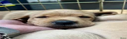 Labrador Retriever dogs for sale: KC Registered Fox Red Labrador Puppies - Advert 8