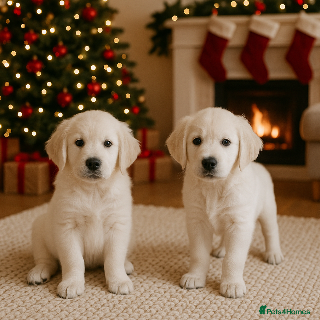 Golden Retriever dogs for sale: Cutest KC Reg Boys ready now  - Advert 6