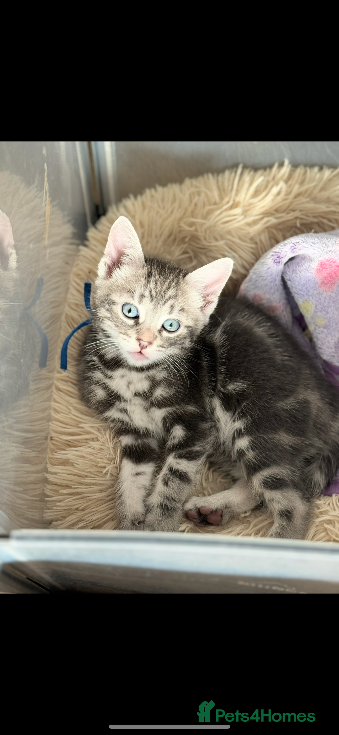Bengal cats for sale: bengal cross kittens  - Image 2