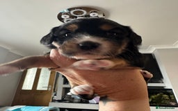 Mixed Breed dogs for sale: Border doodle - Image 25