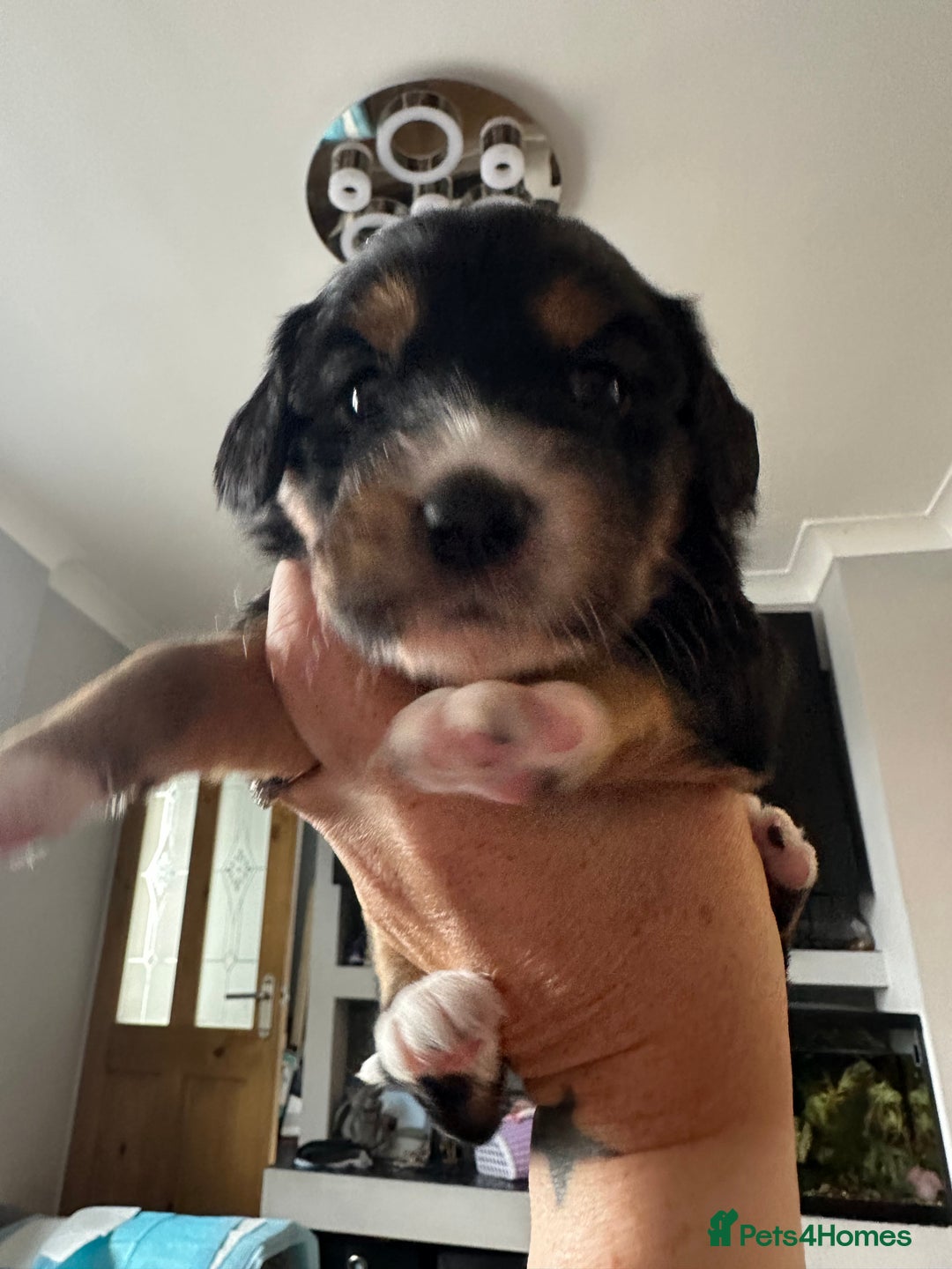 Mixed Breed dogs for sale: Border doodle - Image 25
