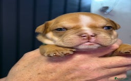 English Bulldog dogs for sale: English Bulldog puppies for sale KC registered  - Image 24