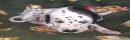 Mixed Breed dogs for sale: Dalmatian x Labrador puppies in Grimsby - Advert 6