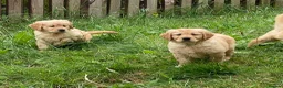 Golden Retriever dogs for sale: A happy healthy family companion  - Advert 20