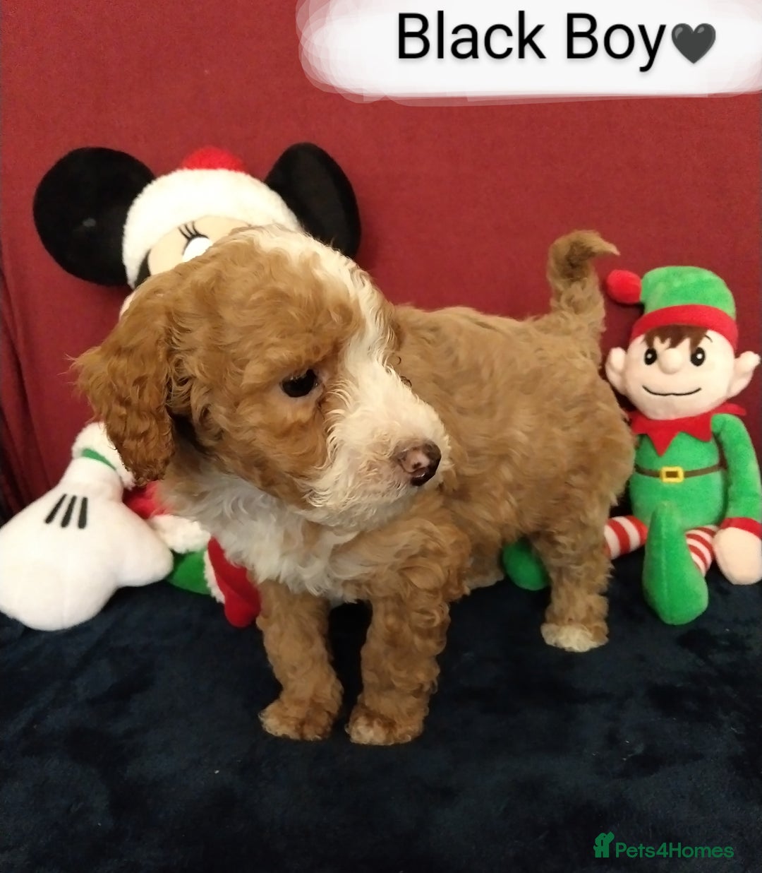 Cockapoo dogs for sale: * 1 Left* Beautiful Unique Cockapoo Puppies - Advert 6