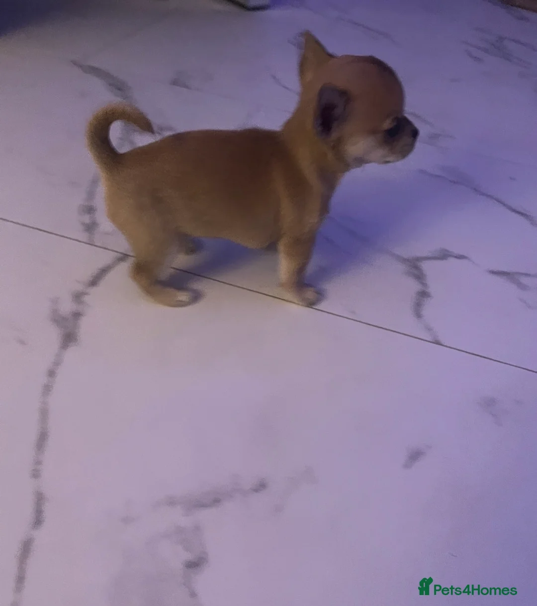 Chihuahua dogs for sale: Chihuahua puppy  - Advert 3