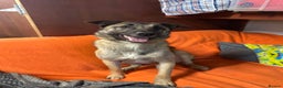 Mixed Breed dogs for adoption: Meet Vera, currently residing in Cheshire  in Nantwich - Advert 28