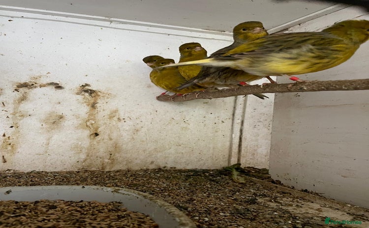 Canaries birds - Advert 1