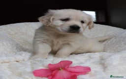 Golden Retriever dogs for sale: Extensively Health tested parents.Snowwhite Chunks - Image 36
