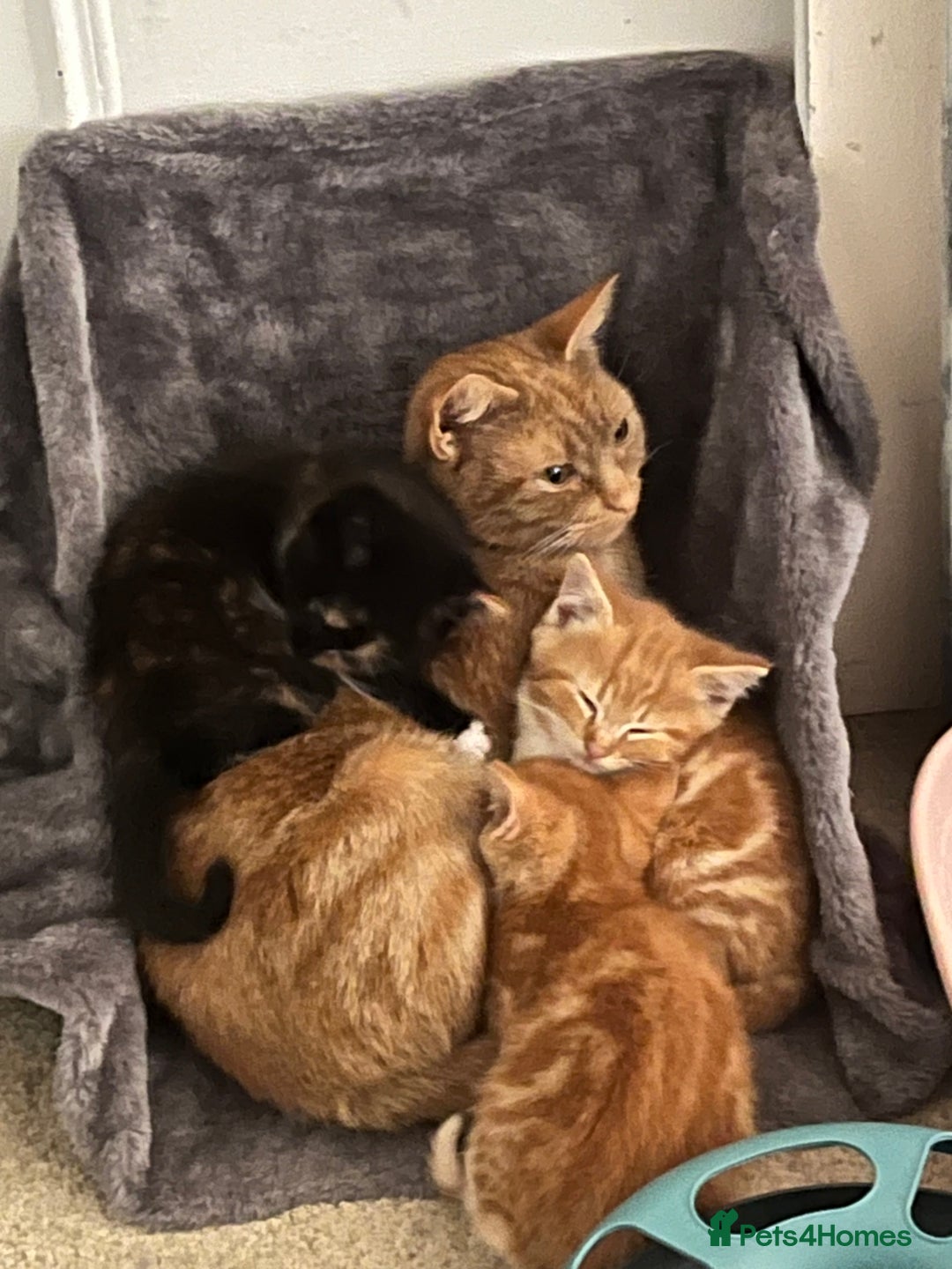 British Shorthair cats for sale: Kittens - Advert 3