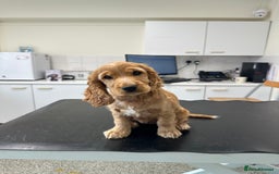 Cocker Spaniel dogs for sale: READY! ONE & ONLY! Adorable Female Cocker Puppy in Cheltenham - Image 19