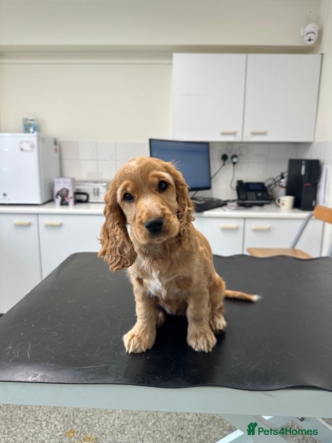 Cocker Spaniel dogs for sale: READY! ONE & ONLY! Adorable Female Cocker Puppy in Cheltenham - Image 19