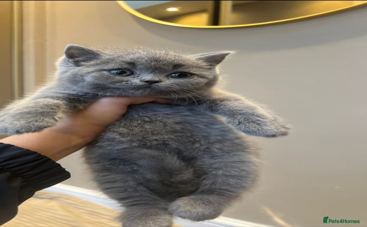 British Shorthair cats - Advert 1