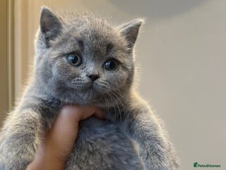 British Shorthair cats - Advert 14