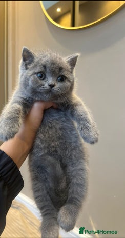 British Shorthair cats - Advert 1