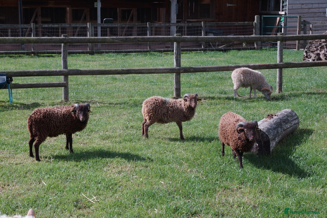 Sheep livestock for sale: 4 Ouessant Wethers Looking For New Home - Image 3