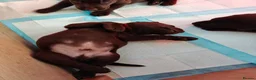 Labrador Retriever dogs for sale:  Gorgeous Female Pedigree Choccy Lab - 1 left! - Advert 7