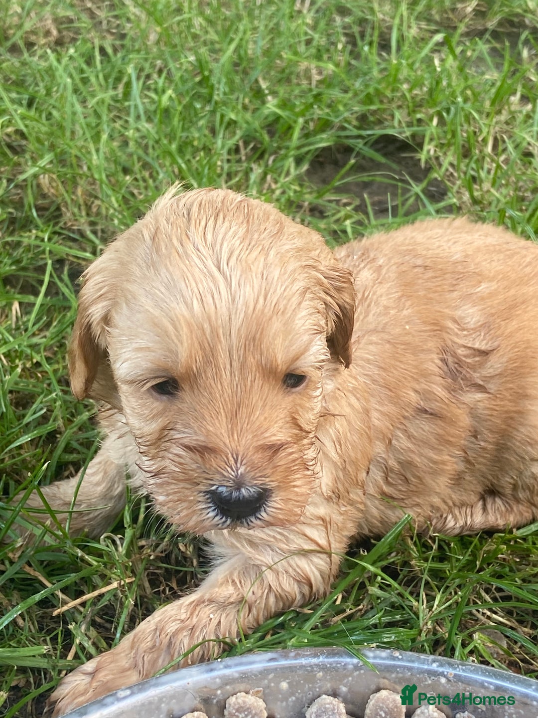 Aussiedoodle dogs for sale: Gorgeous Aussie Doodle Pups - Image 32