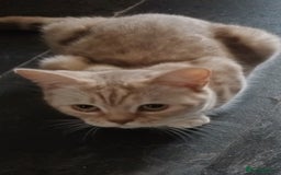 British Shorthair cats for sale: British short hair lilac kittens - Image 2