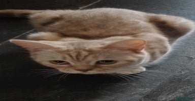 British Shorthair cats - Advert 3