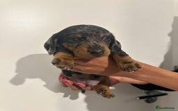 Miniature Dachshund dogs for sale: ✨Mini Smooth Hair Dachshund Ready 18/10/2025 ✨ - Image 17