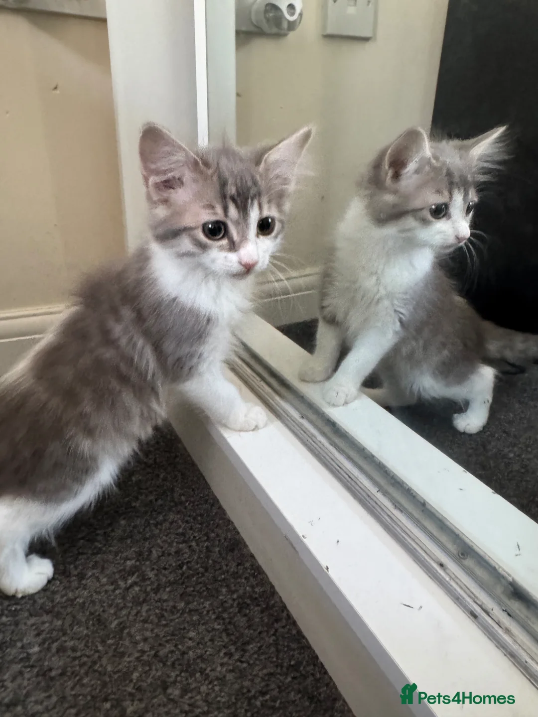 Domestic Shorthair cats for sale: 2 gorgeous kittens  - Advert 2