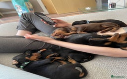 Dobermann dogs for sale: Puppies available  - Image 2