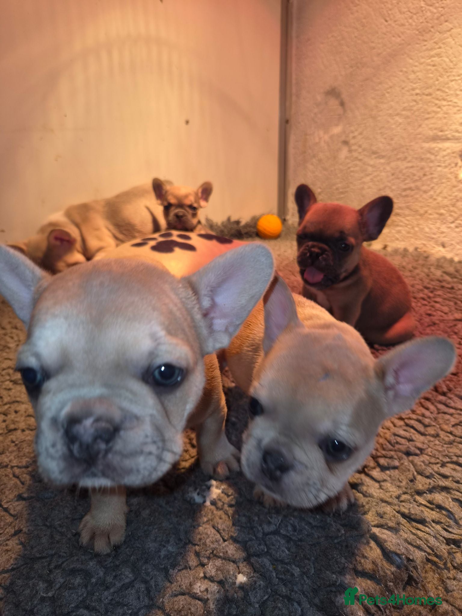 French Bulldog dogs French Bulldog KC Puppies - Advert 2