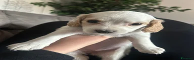 Cockapoo Puppy 2