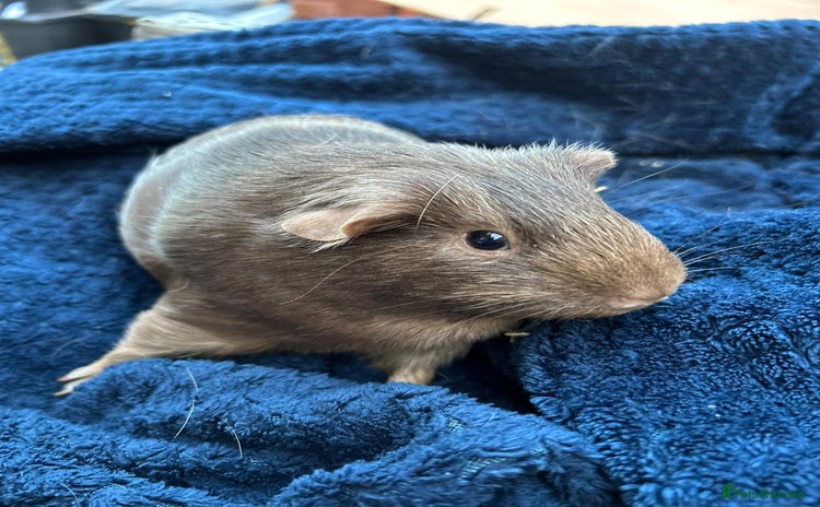 Guinea Pig rodents - Advert 8