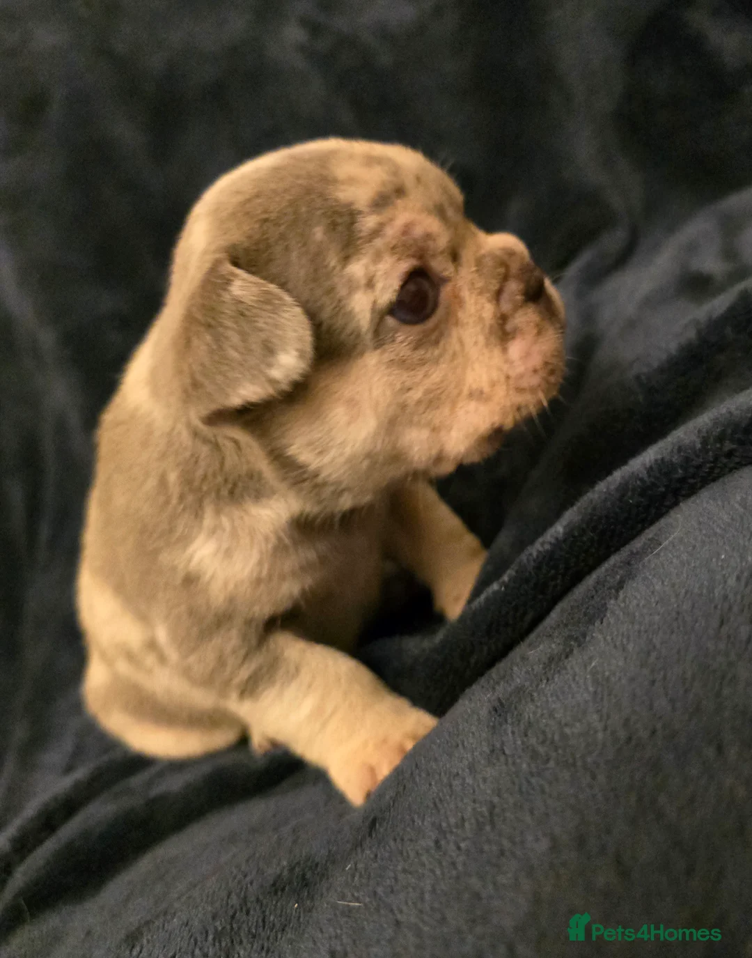 French Bulldog dogs for sale: Chunky Frenchie Puppies  - Advert 29