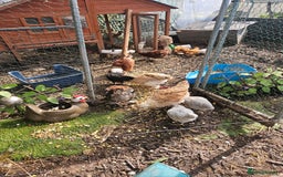 Chickens poultry for sale: Various breeds of chickens  - Image 7