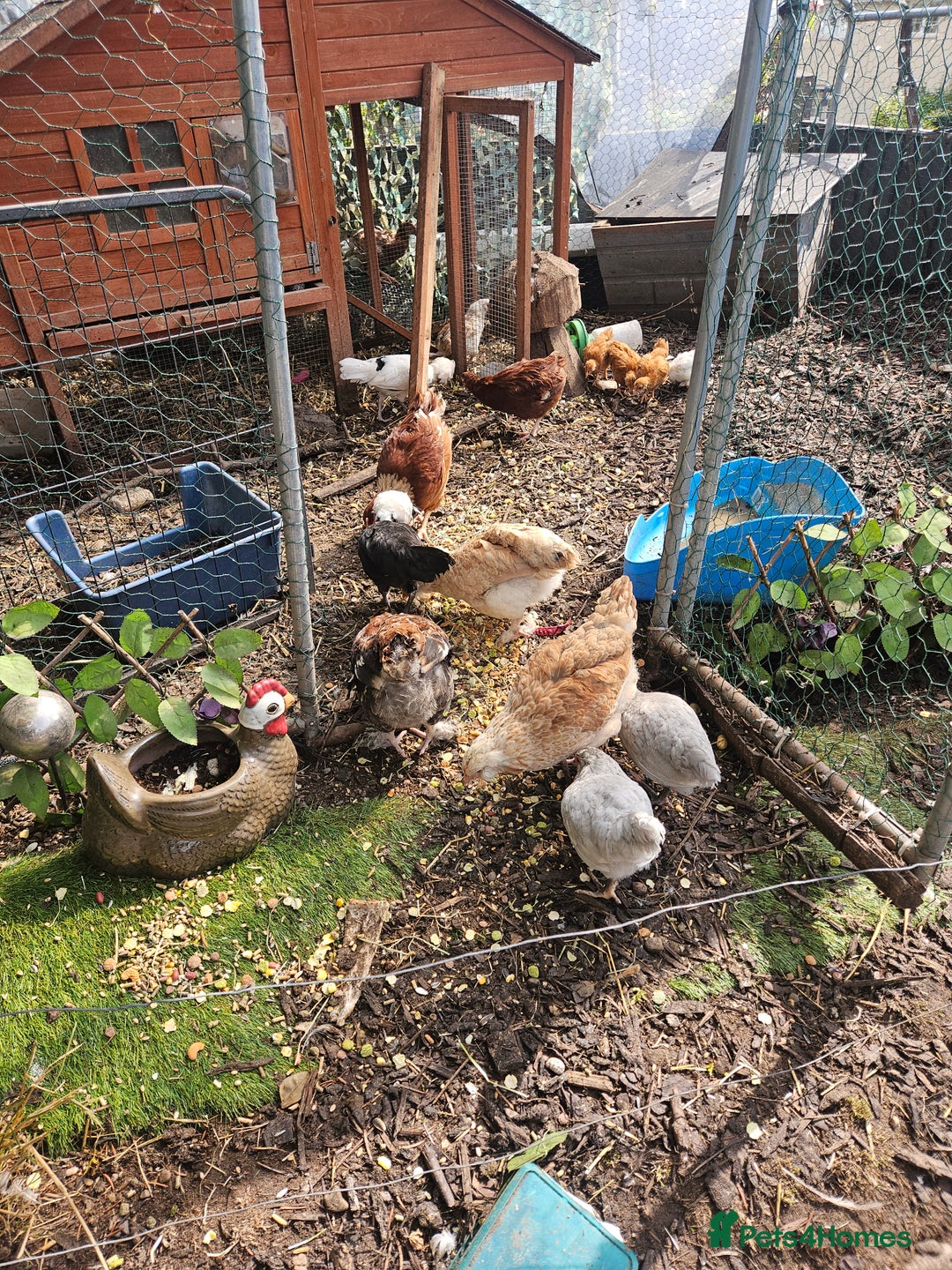 Chickens poultry for sale: Various breeds of chickens  - Image 7