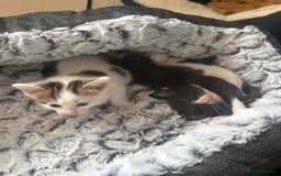 British Shorthair cats for sale: * Cute ginger & white 1 x boy 1 x girl kitten £50* - Image 9
