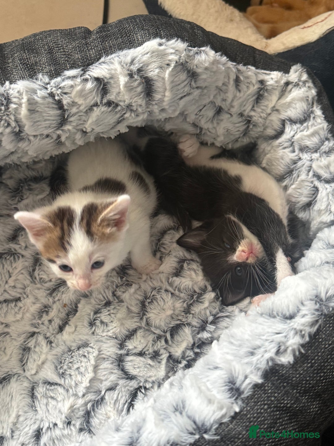 British Shorthair cats for sale: * Cute ginger & white 1 x boy 1 x girl kitten £50* - Image 9